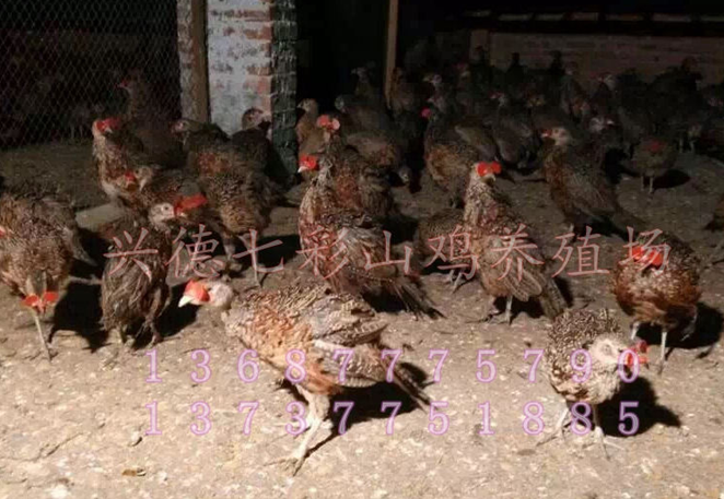 广西脱温山鸡苗，广西商品大山鸡，灵山香鸡图片