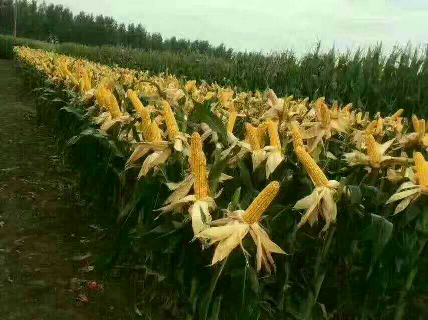 玉米种子销售批发