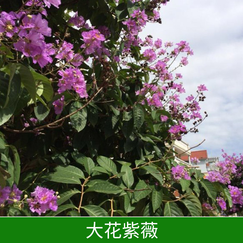 大花紫薇报价，大叶紫薇苗，丛生紫薇，紫薇树苗，紫薇种植基地
