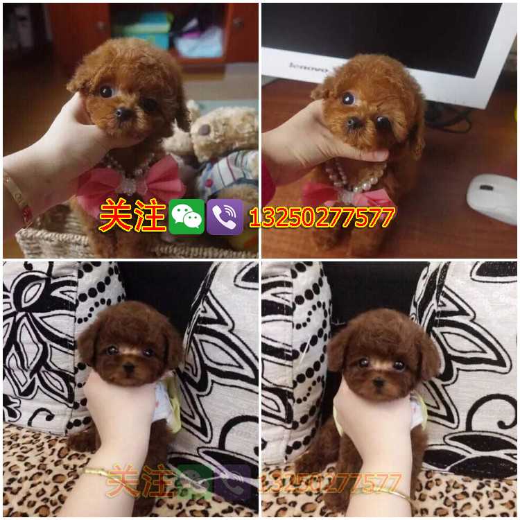 佛山泰迪犬纯种玩具体多少钱一只有没有健康保障