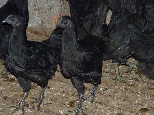 宜昌市华绿生态农业散养五黑鸡 绿壳蛋鸡厂家华绿生态农业散养五黑鸡 绿壳蛋鸡