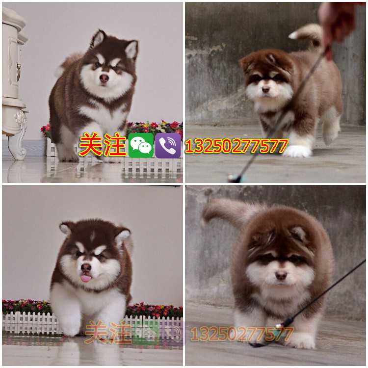 纯种阿拉斯加雪橇犬广东广州雪橇犬阿拉斯加多少钱诚骏狗场繁殖阿拉斯加