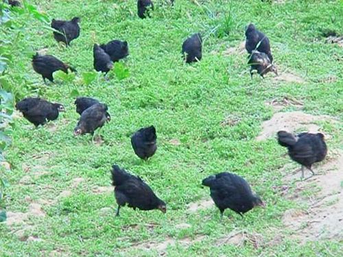 华绿生态农业散养五黑鸡 绿壳蛋鸡华绿生态农业散养五黑鸡 绿壳蛋鸡