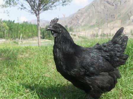湖北华绿 五黑鸡 绿壳蛋鸡的养殖技术，绿壳蛋鸡的市场前景  五黑鸡   绿壳蛋鸡