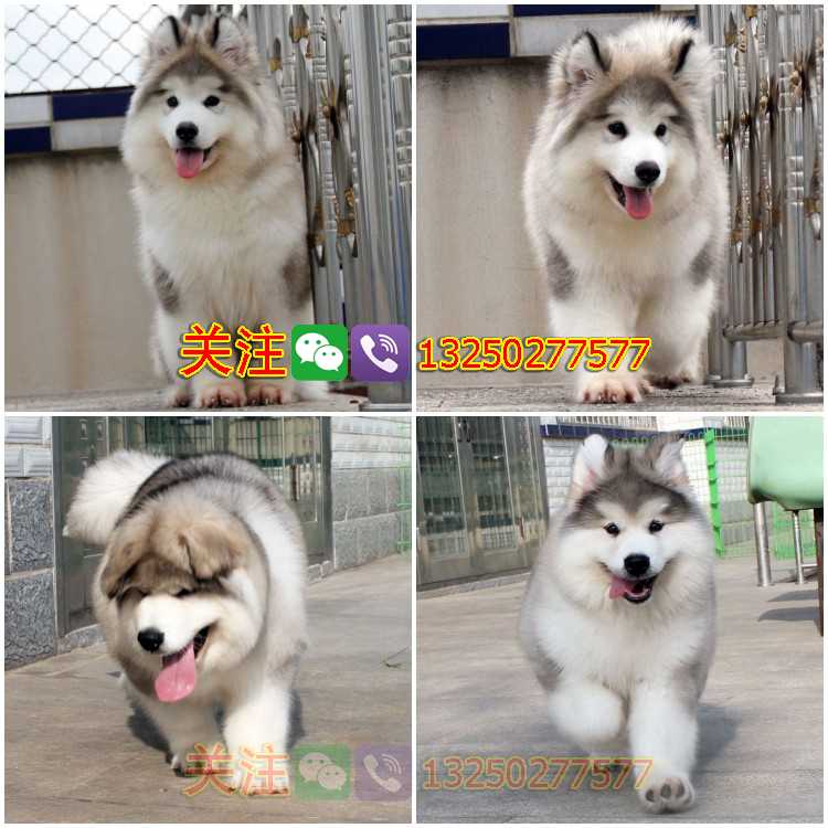 纯种阿拉斯加雪橇犬广东广州雪橇犬阿拉斯加多少钱诚骏狗场繁殖阿拉斯加