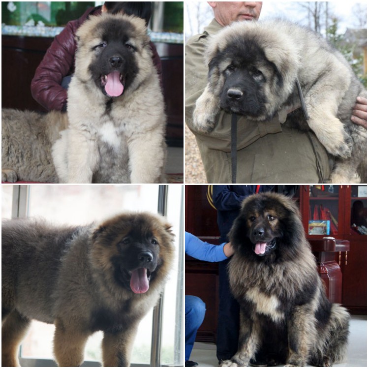 纯种高加索犬纯种高加索犬 广州高加索幼犬广州高加索小狗广州高加索狗场出售健康纯种高加索犬