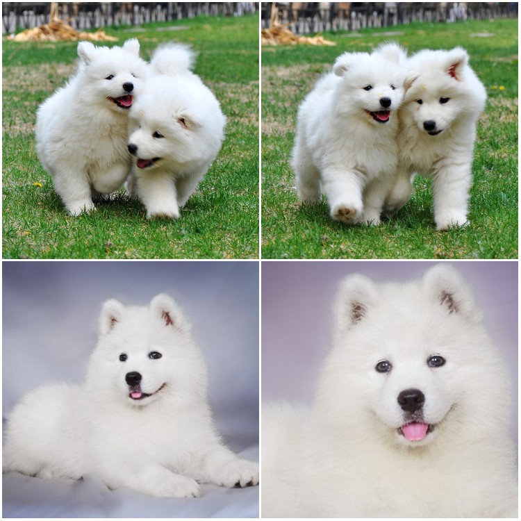 西伯利亚萨摩耶雪橇犬广州哪里有卖纯种萨摩耶宠物狗萨摩耶价格多少钱萨摩耶图片价钱