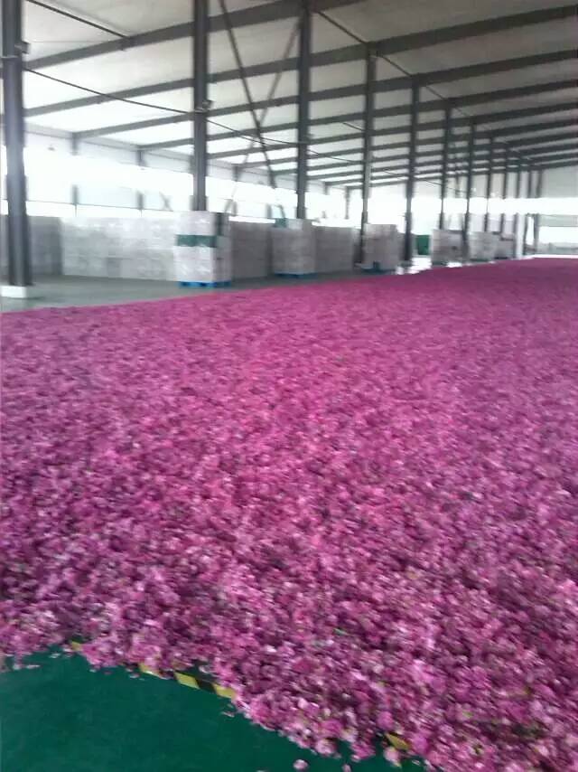 临沂市温州玫瑰花微波干燥设备厂家