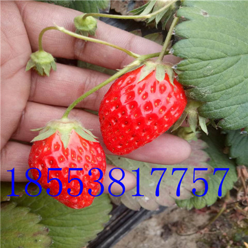 香蕉草莓价格  香蕉草莓苗多少钱