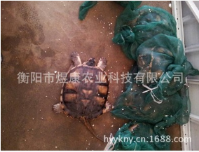 湖南衡阳煜康科技 长期供应 无公害养殖产品 鳄鱼龟种苗 商品龟 鳄鱼龟 种苗