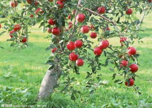 供应用于种植管理的山东优质苹果图片