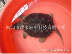 湖南衡阳煜康科技 长期供应 无公害养殖产品 鳄鱼龟种苗 商品龟 鳄鱼龟 种苗