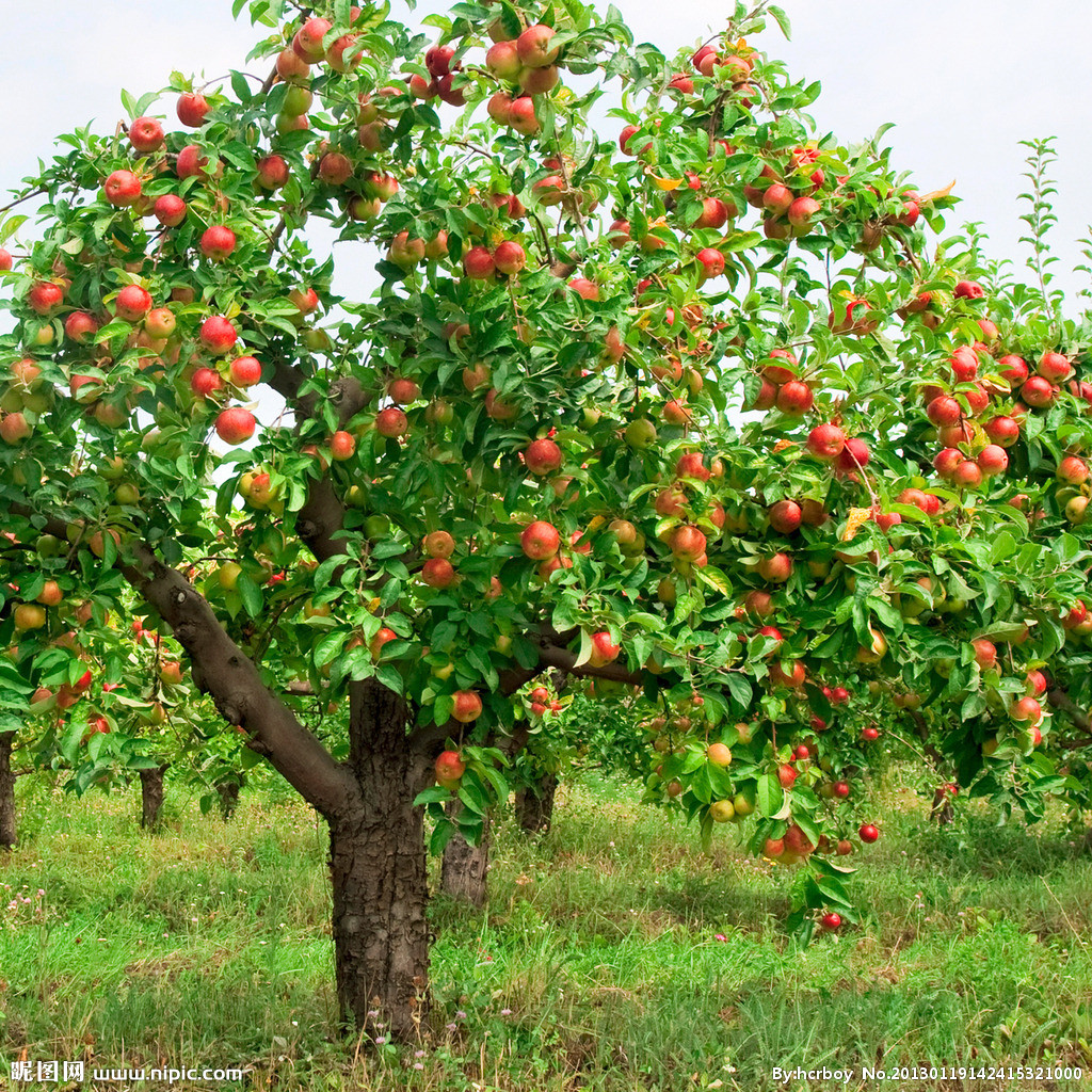 供应用于种植 管理的山东优质苹果厂家供应用于种植 管理的山东优质苹果