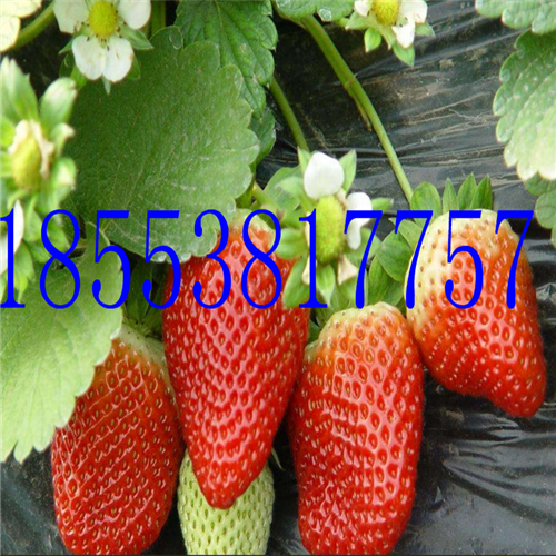2016小白草莓苗多少钱一棵