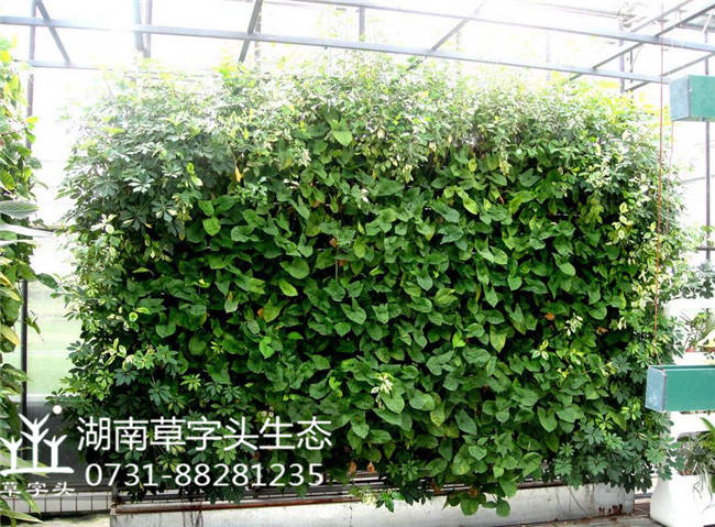 长沙市垂直绿化植物墙厂家