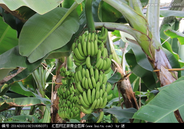 广西香蕉苗香蕉苗报价香蕉树图片