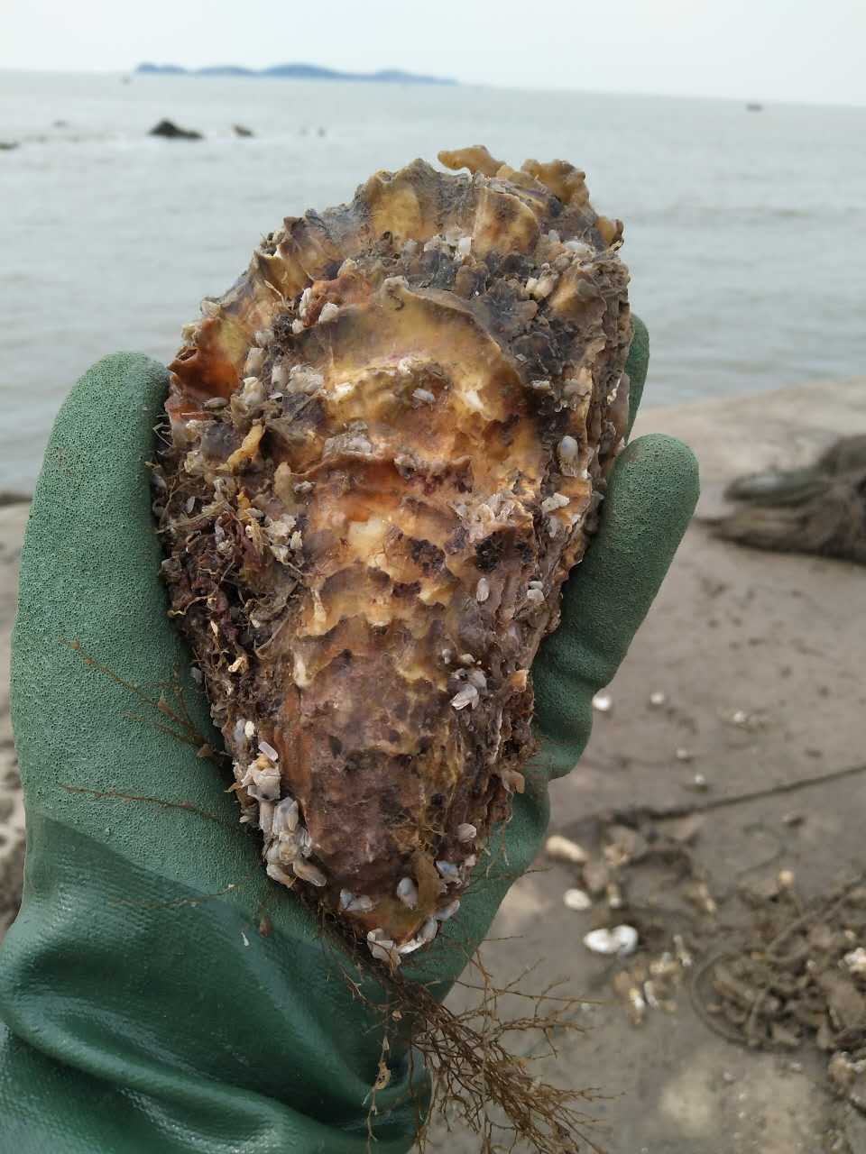 乳山牡蛎 海蛎子 生蚝批发 水产品加工