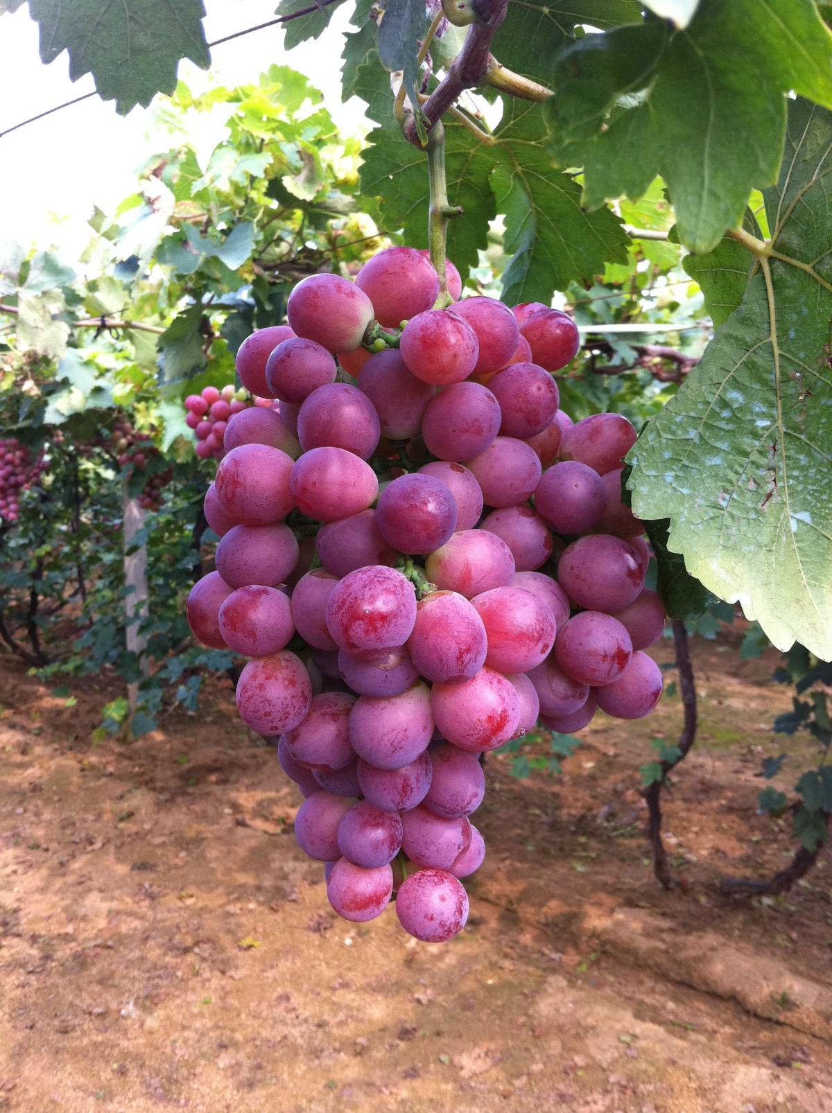 常年供应宾川红提葡萄批发产地直供品质保证图片