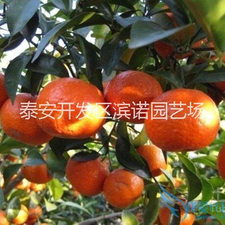 泰安市基地出售枸橘苗 各种规格  枳壳厂家