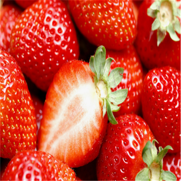 红颜草莓苗价格红颜草莓苗多少钱图片