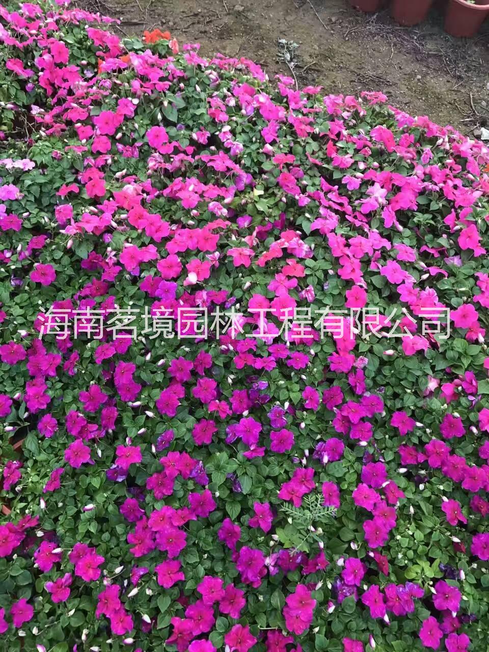 海口草花联系电话、海南时花基地、工程苗木时花批发联系电话工程苗木时花厂家直销工程苗木时花价格图片