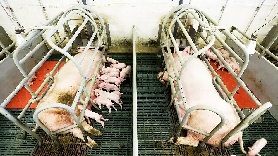 新型加重母猪产床母猪单体产床 双体产床利祥农牧养猪设备