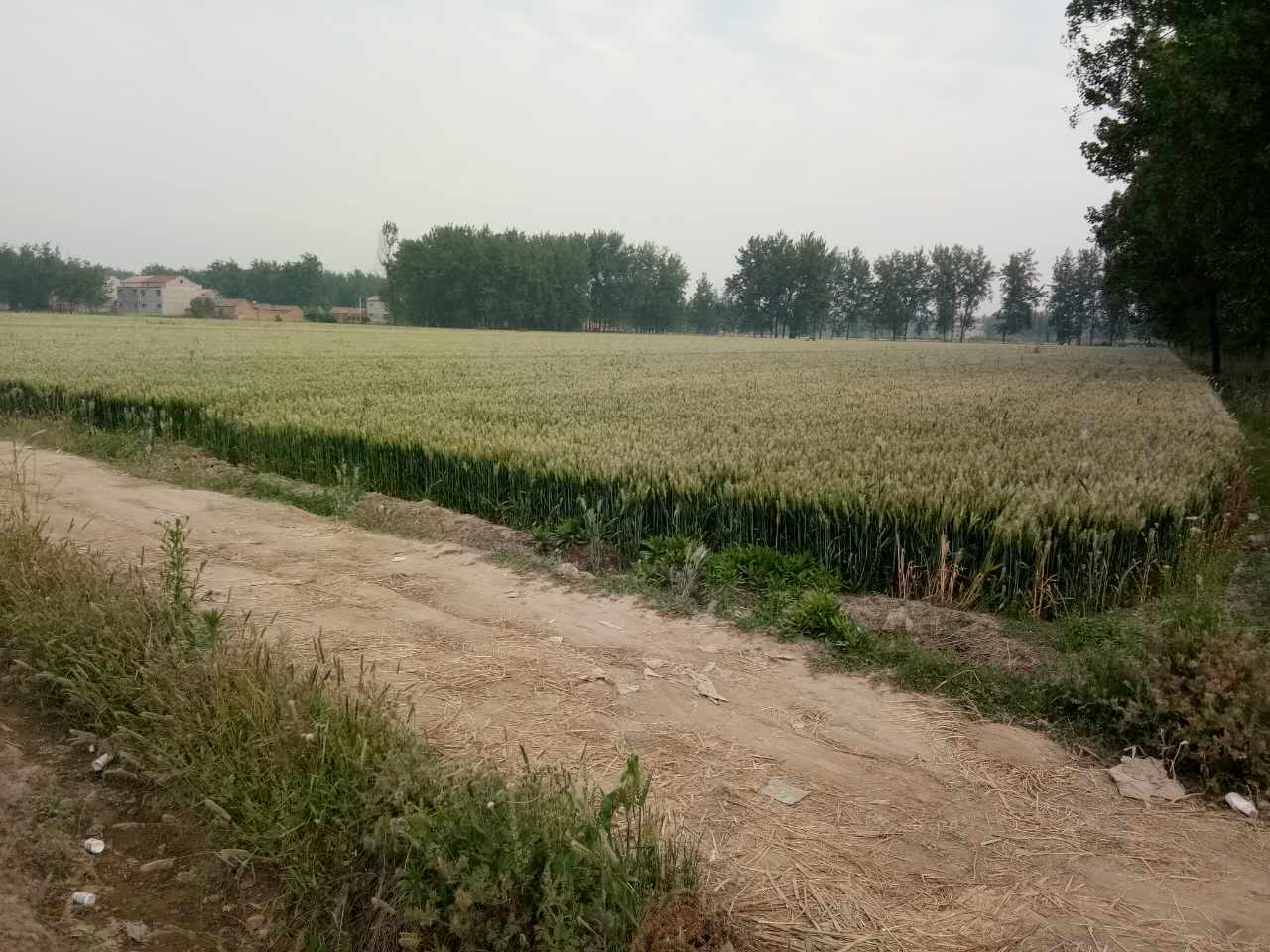 睢宁县小麦批发   小麦种植