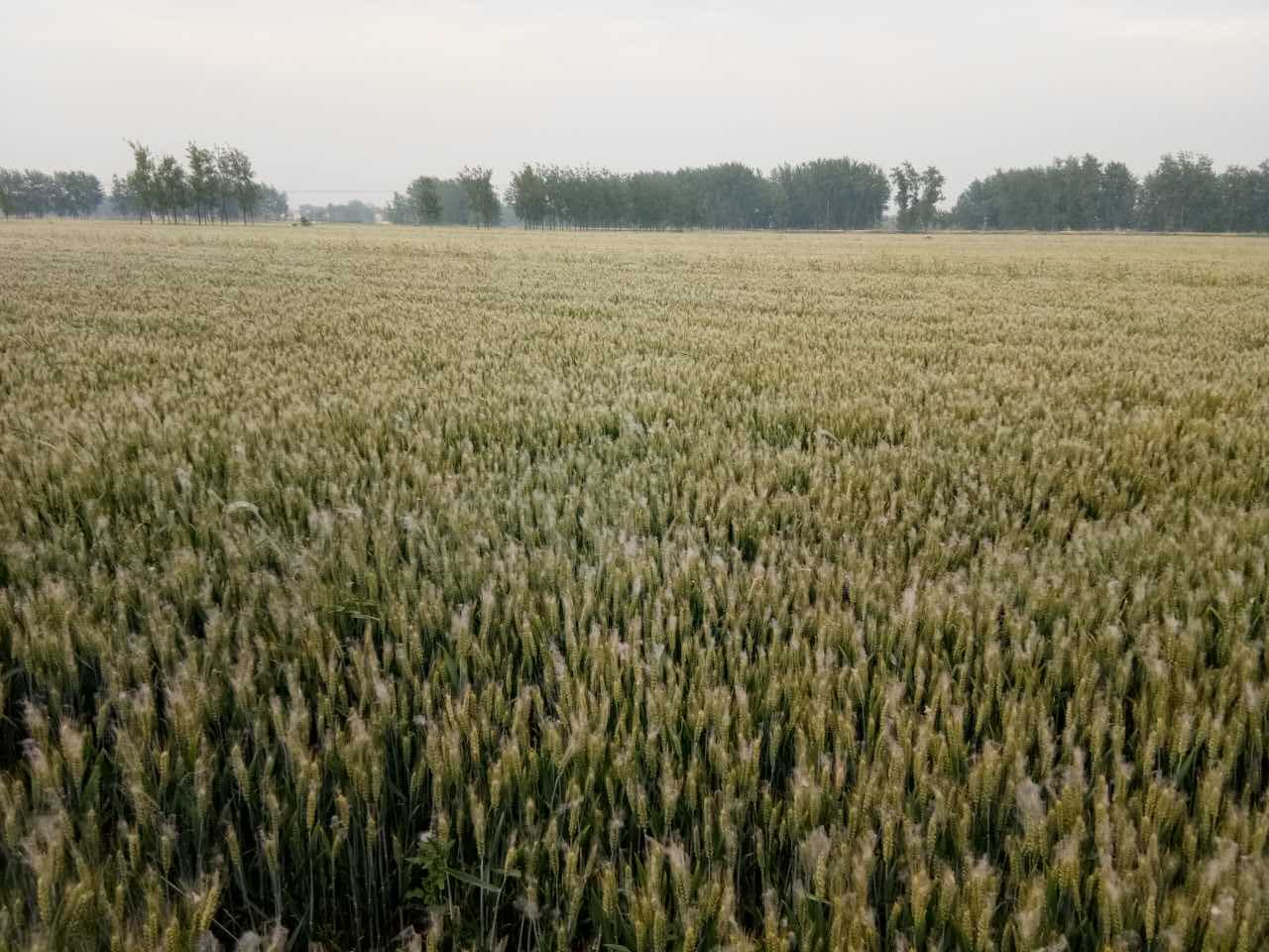 睢宁县小麦供应  小麦种植