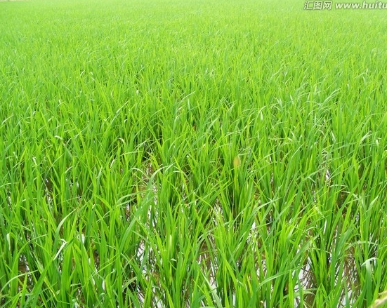睢宁水稻销售  水稻种植