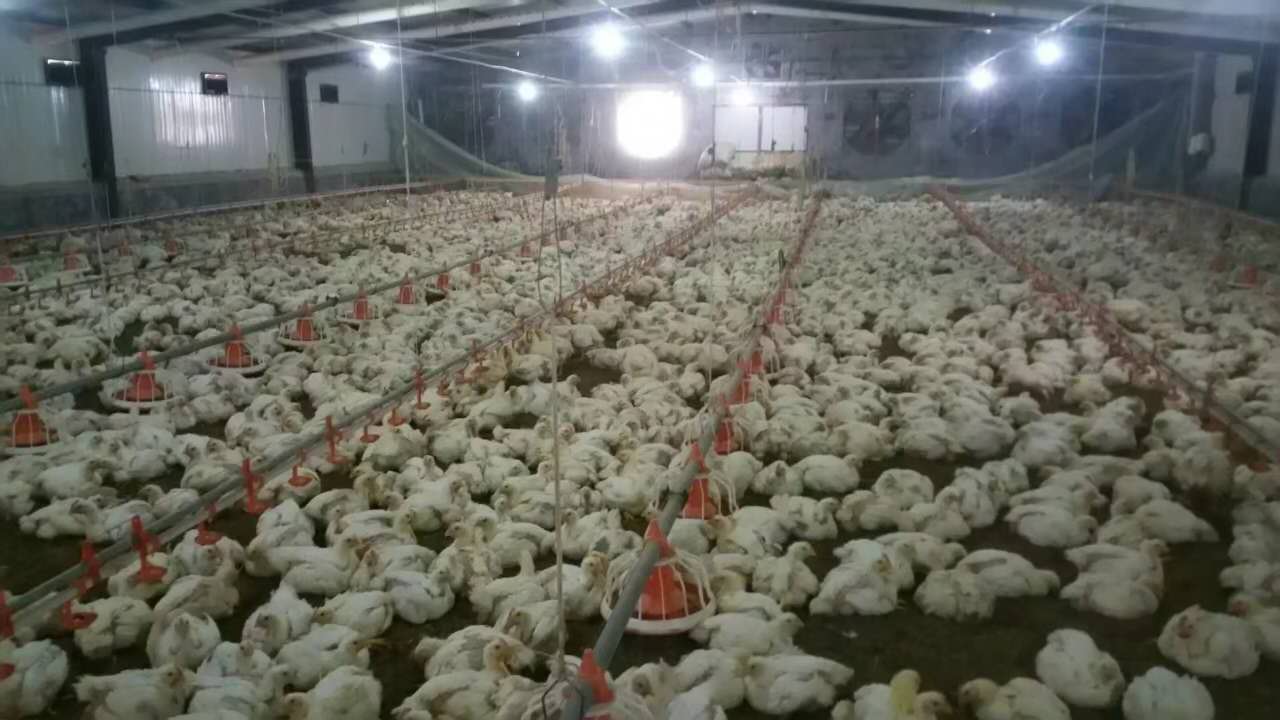 寿光市肉食鸡养殖方法  肉食鸡销售