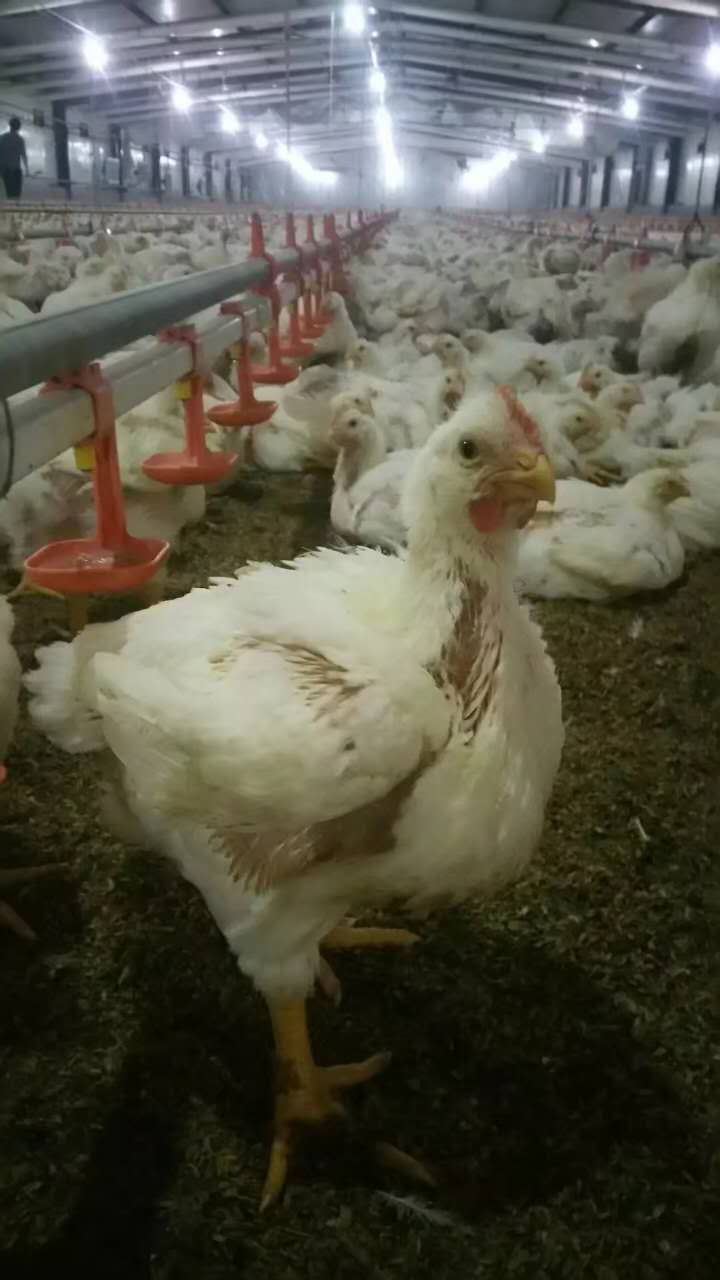寿光市肉食鸡养殖销售