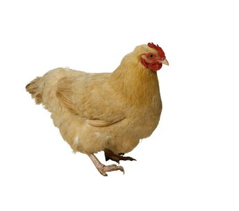 贵港市鸡批发  鸡养殖销售   鸭养殖销售