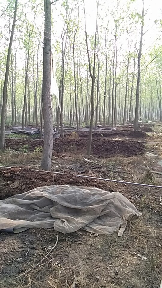 常德蚯蚓养殖基地，常德蚯蚓养殖批发，常德蚯蚓养殖技术 湖南蚯蚓养殖基地 湖南蚯蚓养殖场 湖南怀化蚯蚓养殖场