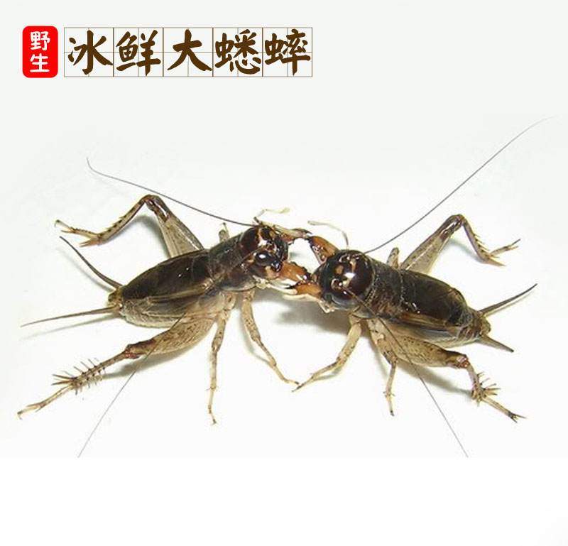 活体速冻大蟋蟀野生昆虫野味活体蛐蛐图片
