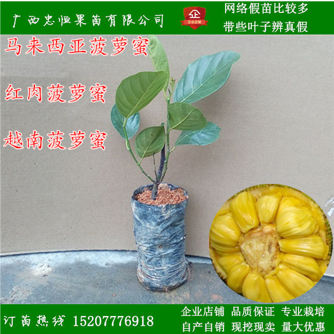 台湾菠萝蜜树苗价格批发