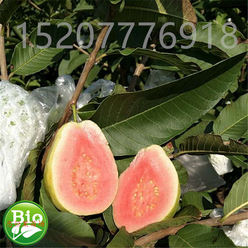 西瓜芭乐树苗价格西瓜芭乐树苗价格 西瓜芭乐树苗报价 品种优良