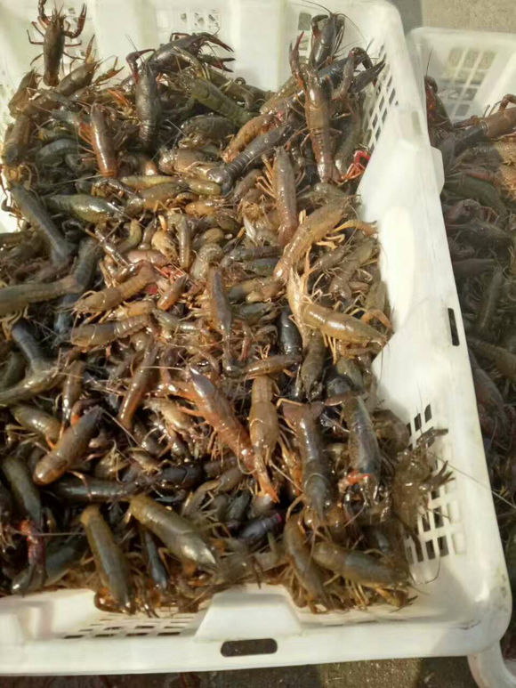 常年供应浙江小龙虾种苗  提供专利养殖技术 养殖加盟 价格面议