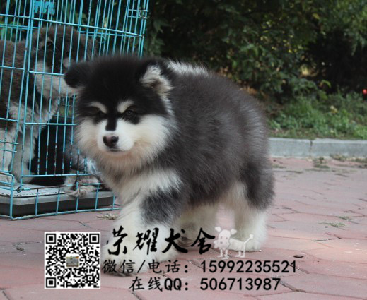 广州荔湾区哪里有卖宠物狗的地方