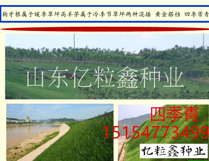 河北省唐山市护坡草种都有什么