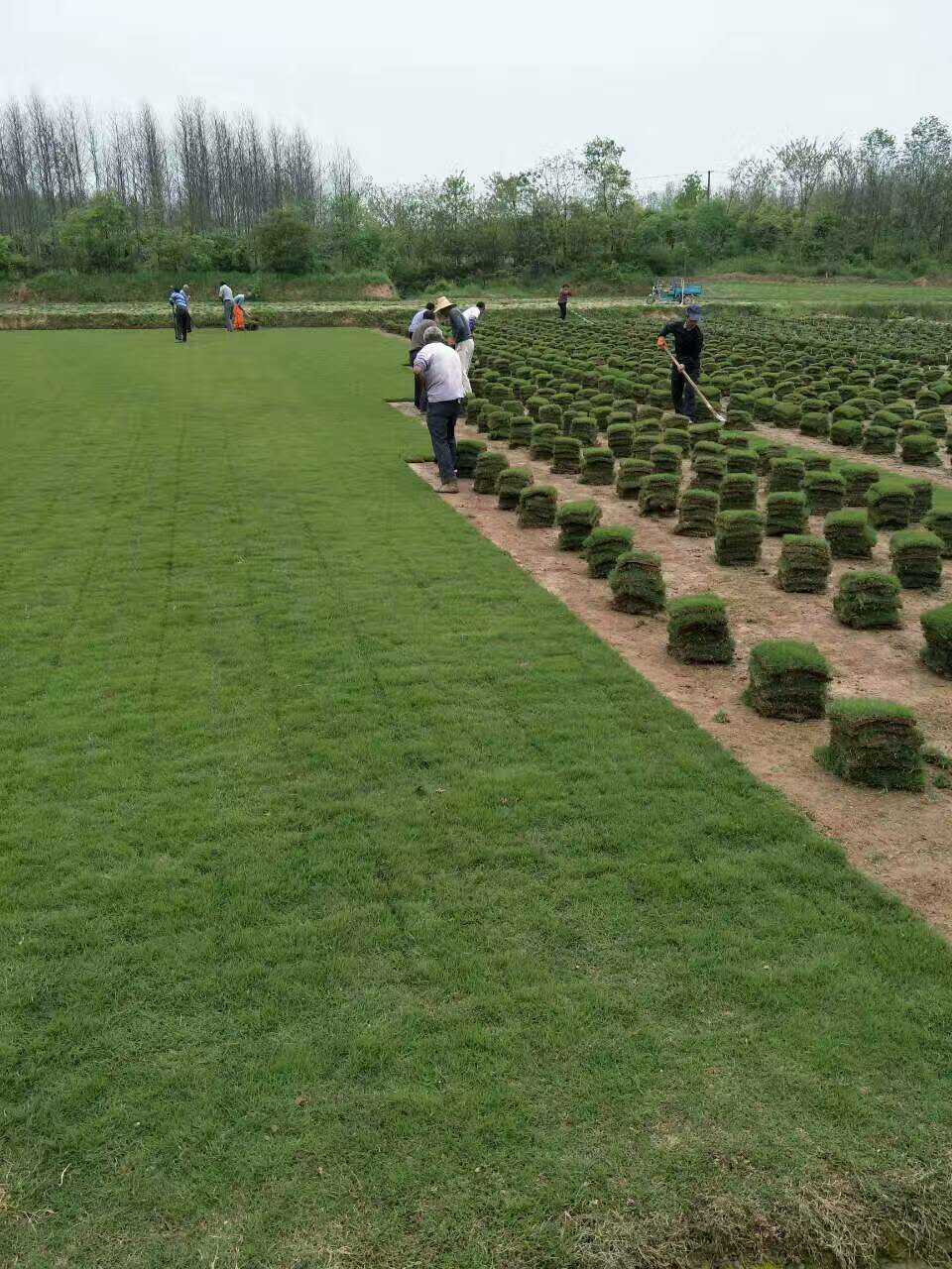 湛江百慕大草坪@雷州百慕大草坪报价@连州百慕大草坪报价