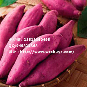 辽宁红薯苗产地 河北红薯种苗批发 藁城红薯品种