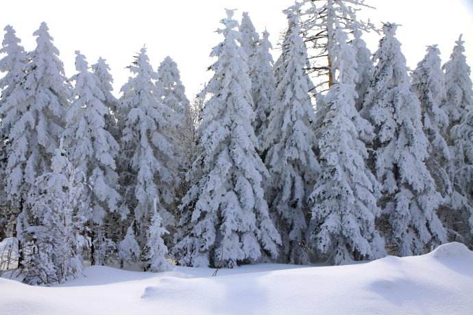 雪松  香柏  种苗批发