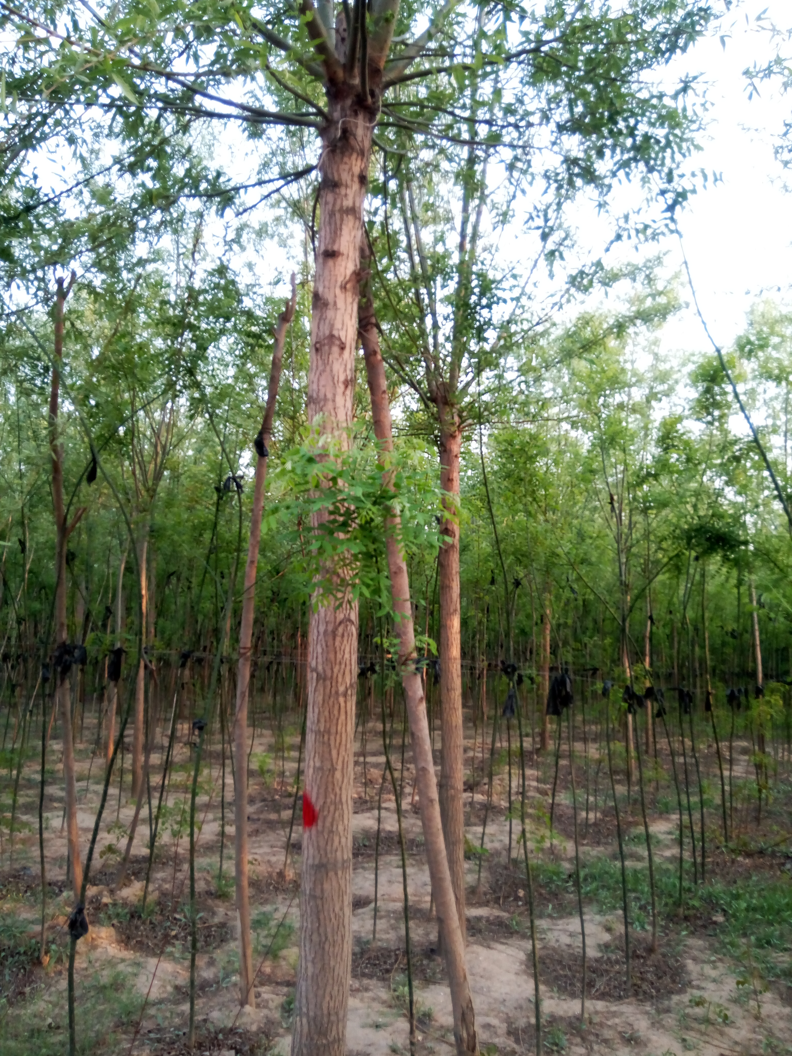 竹柳价格 竹柳价格，竹柳基地 竹柳价格，竹柳基地，国槐