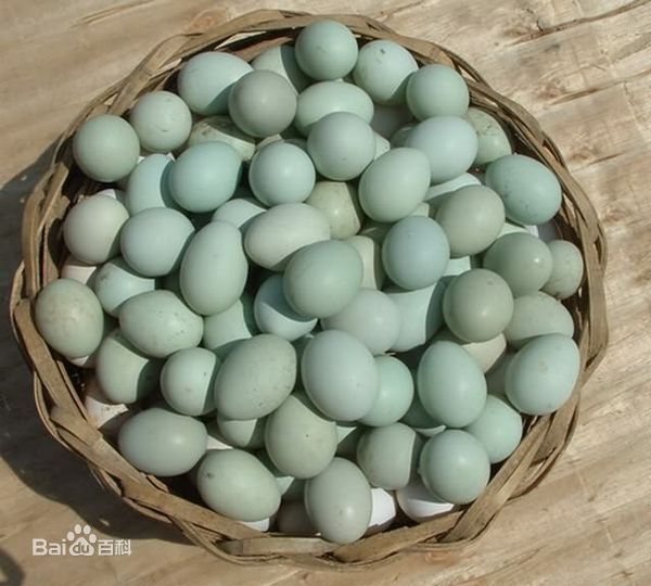 优质广丰绿壳蛋蛋鸡鸡苗 鸡肉 鸡苗 鸡蛋 优质东乡绿壳蛋蛋鸡鸡苗