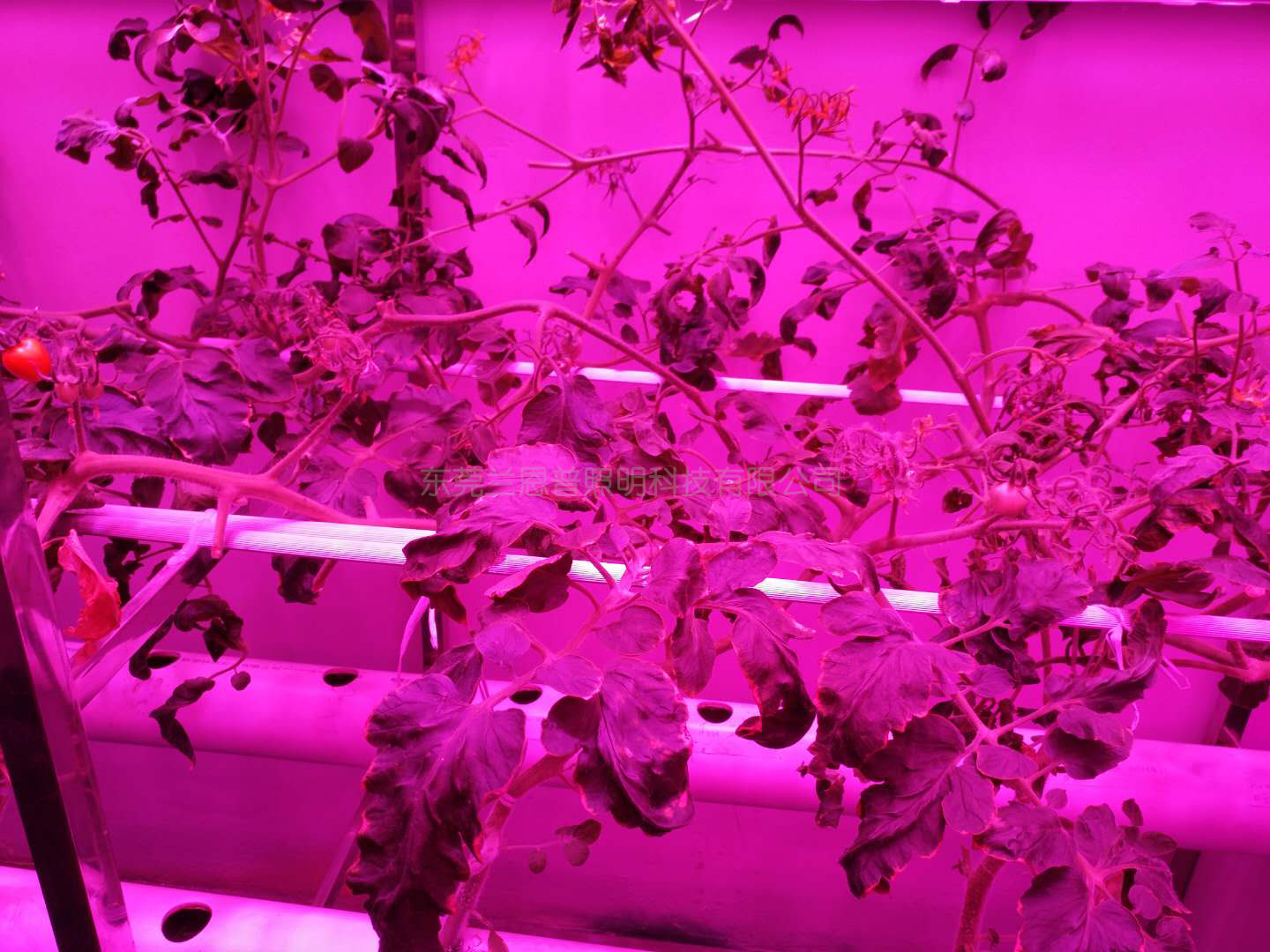 LED植物补光灯优质厂家批发 LED植物补光灯生产厂家批发 广东LED植物补光灯生产厂家批发