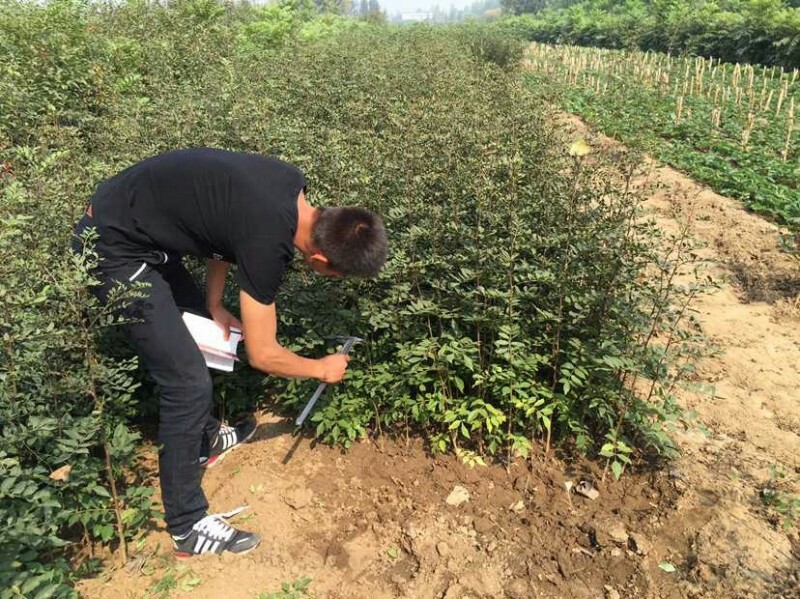 批发花椒苗@常销花椒苗@大红袍花椒苗@南北方种植@地栽大红袍花椒苗高产易成图片