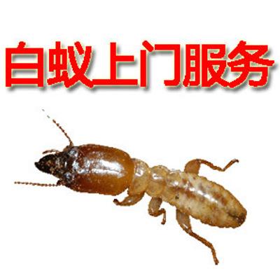 深圳白蚁防治专业公司 房子里出现了白色的虫子，是白蚂蚁