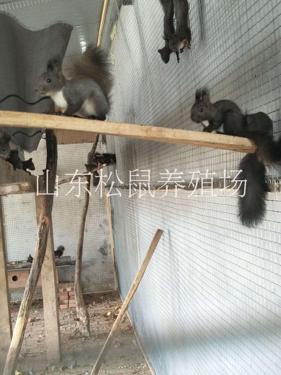 魔王松鼠松鼠养殖场出售松鼠幼鼠雪地松鼠哪里有卖松鼠