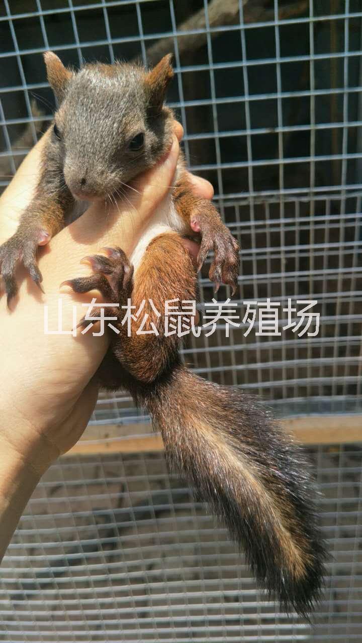 山东松鼠养殖场出售魔王松鼠松鼠批发价格 松鼠 松鼠幼鼠 松鼠驯养
