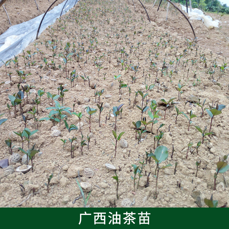 桂林 广西油茶厂家-专业苗圃种植